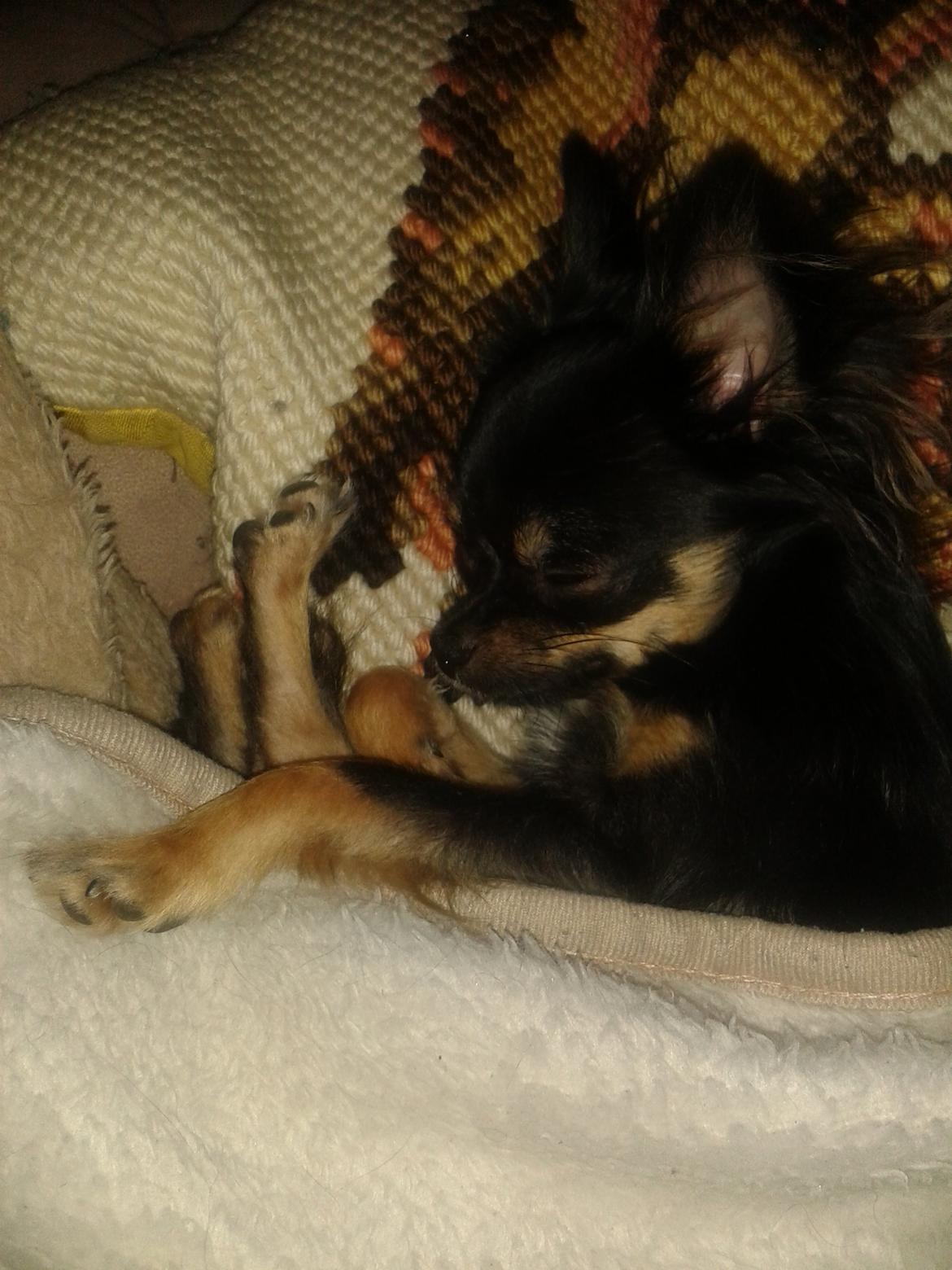 Chihuahua Lucky - Lucky sover på de underligste måder billede 31