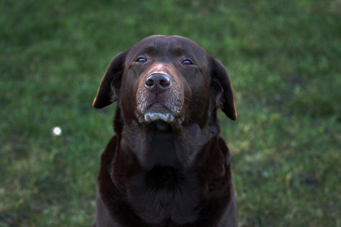 Labrador retriever Salsa billede 1