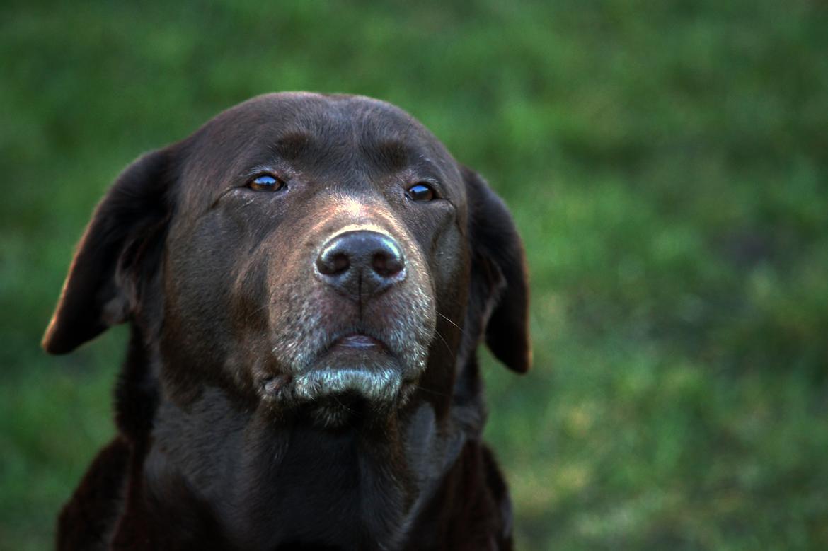 Labrador retriever Salsa billede 13