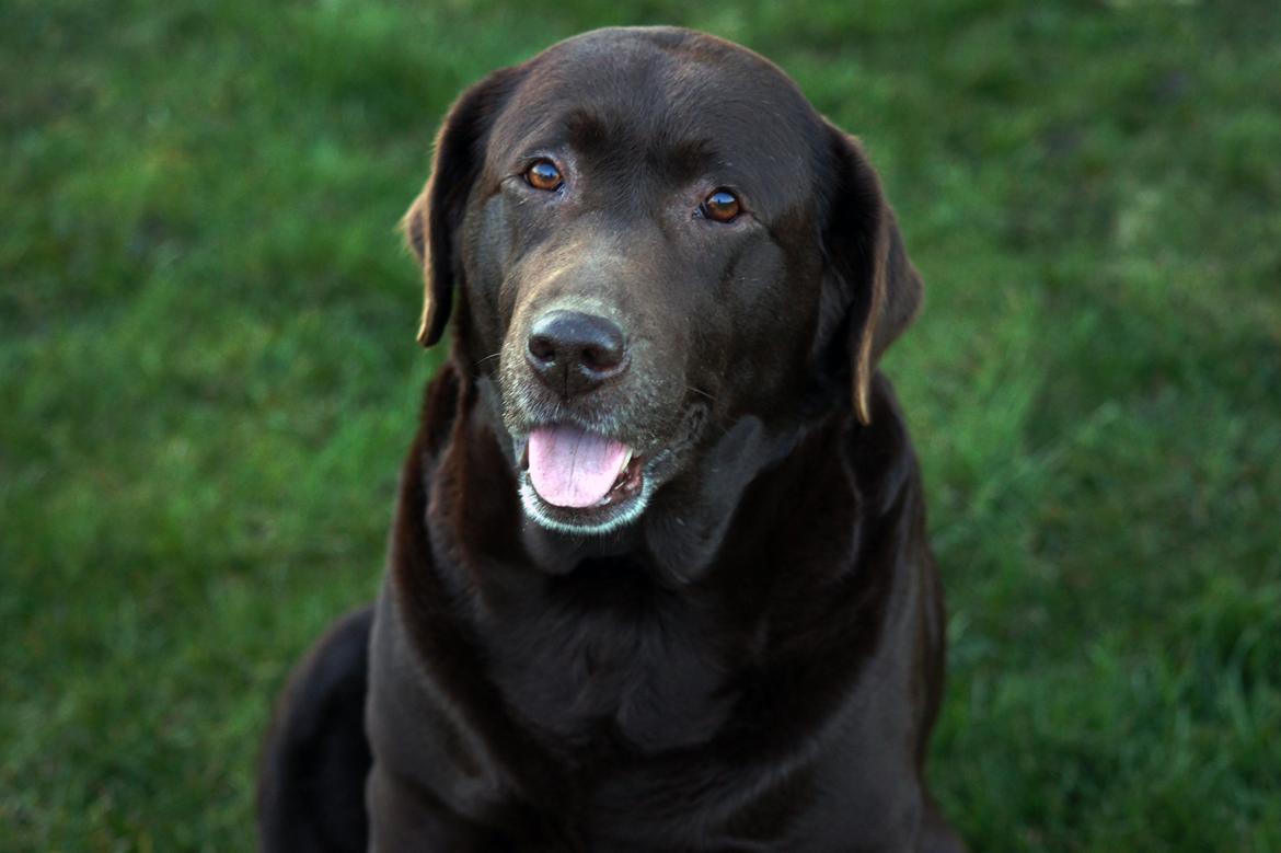 Labrador retriever Salsa billede 12