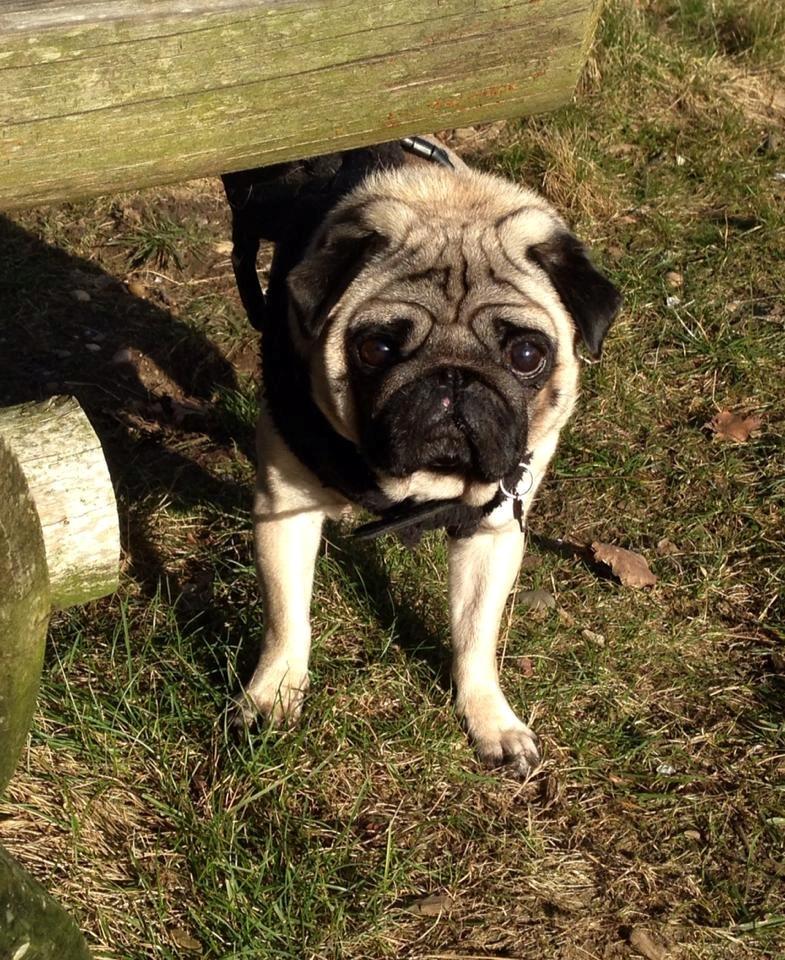 Mops Rocco billede 2