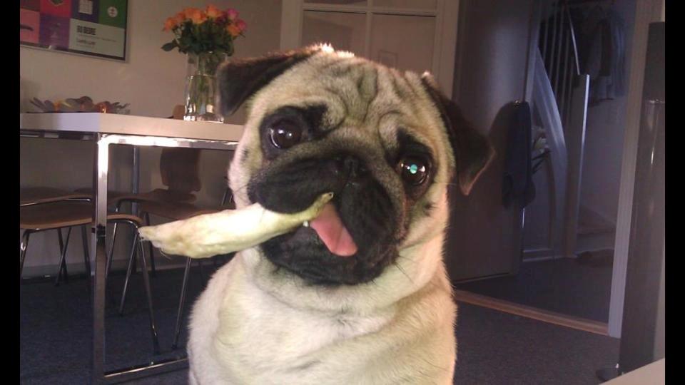 Mops Rocco billede 1