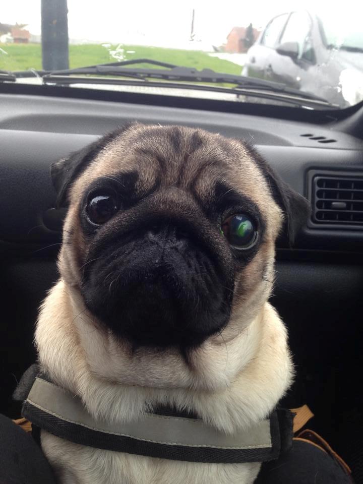 Mops Rocco billede 4