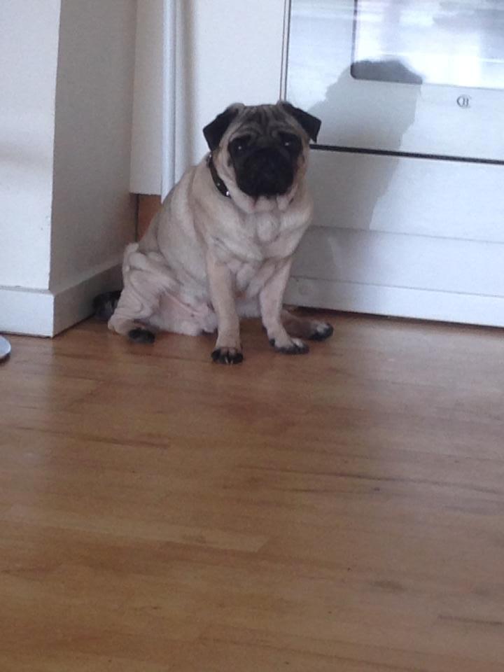 Mops Rocco - Sidder sjovt siger du ? billede 5