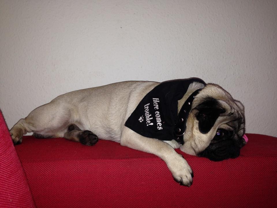 Mops Rocco billede 6