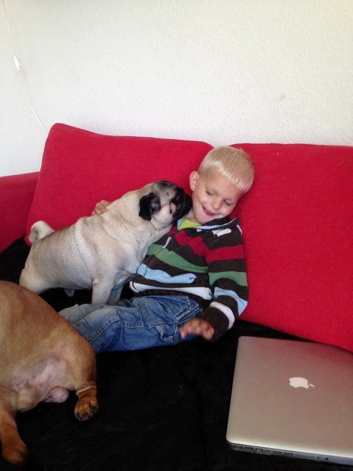 Mops Rocco - Han elsker simpelthen min søn.. Dette er taget den dag vi fik ham :) billede 7