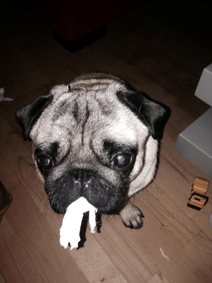Mops Rocco - Hvilket toiletpapir ? billede 8