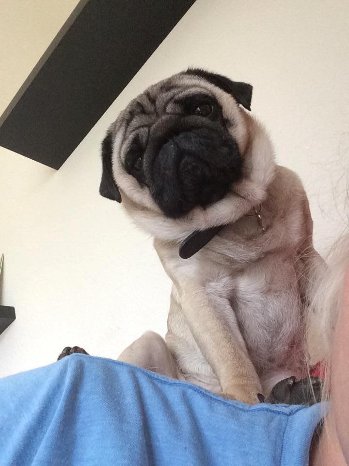 Mops Rocco billede 9