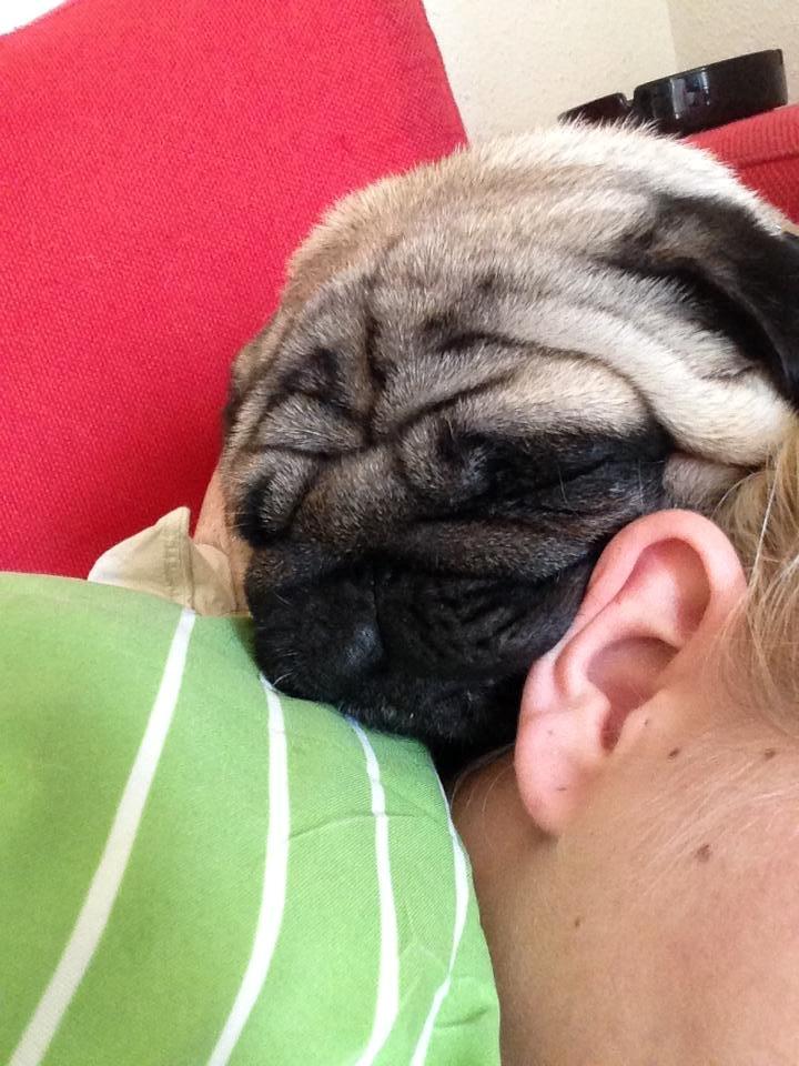 Mops Rocco - Her sover han helst :) billede 10