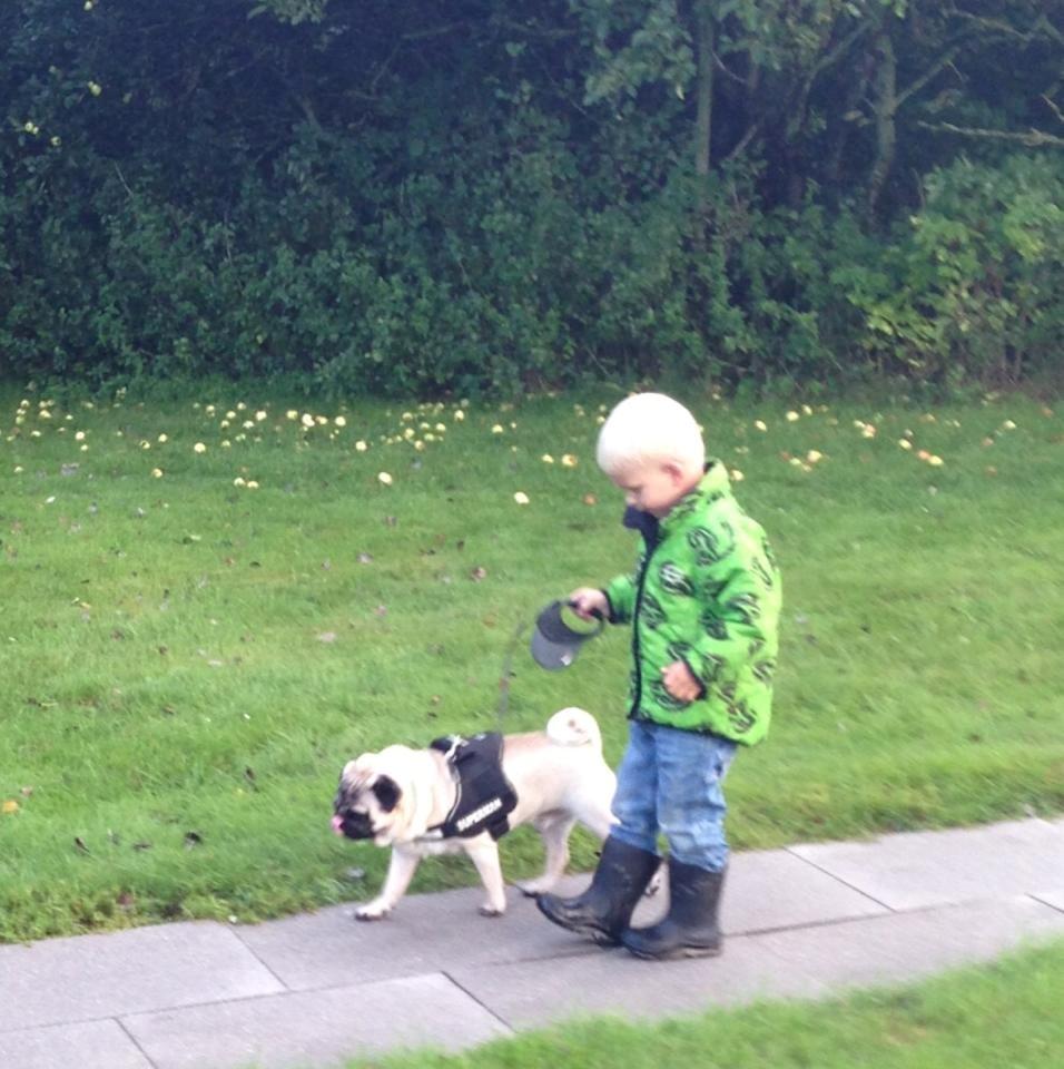 Mops Rocco - Den første gåtur med den lille ejer :) billede 11