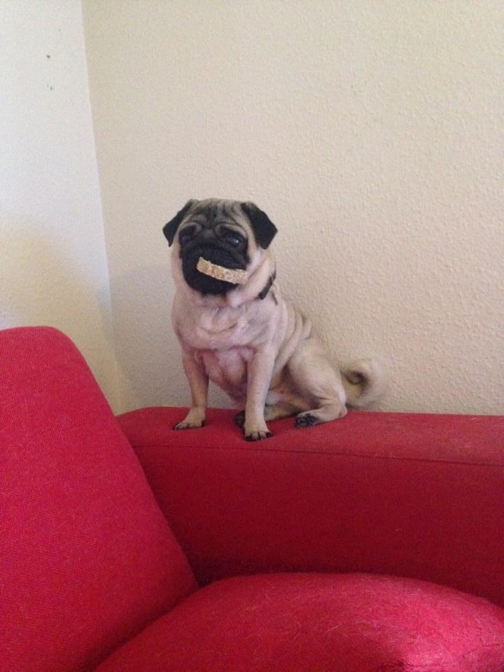 Mops Rocco billede 12