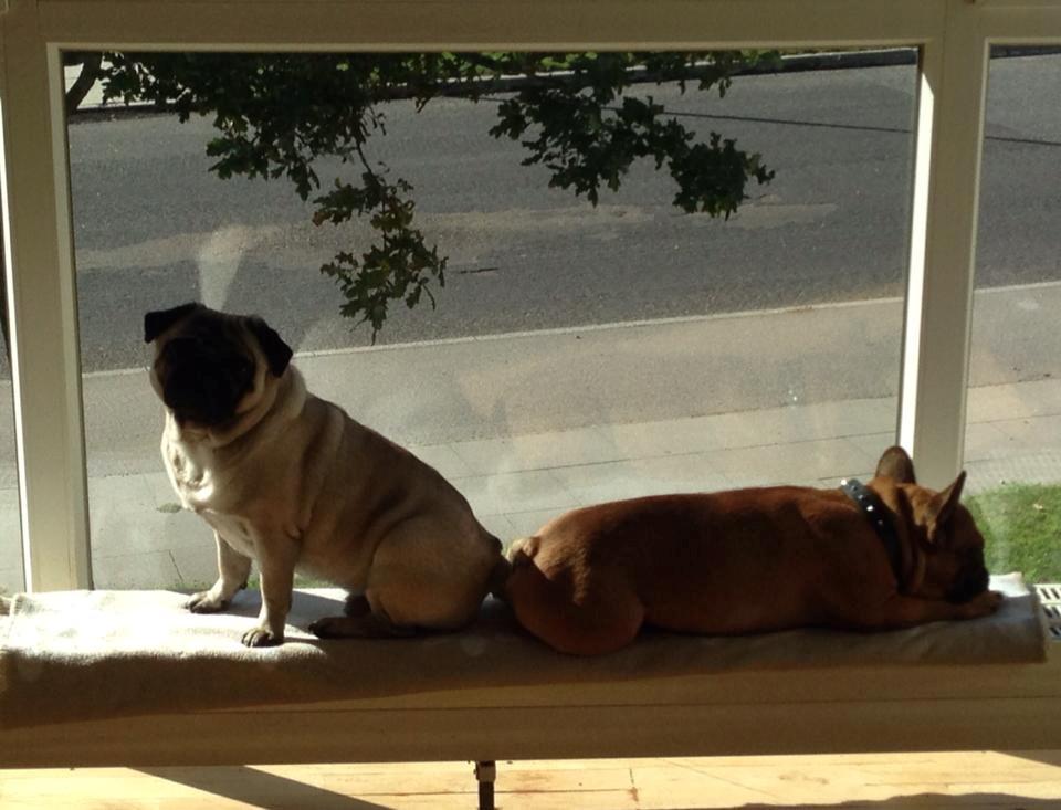 Mops Rocco billede 13