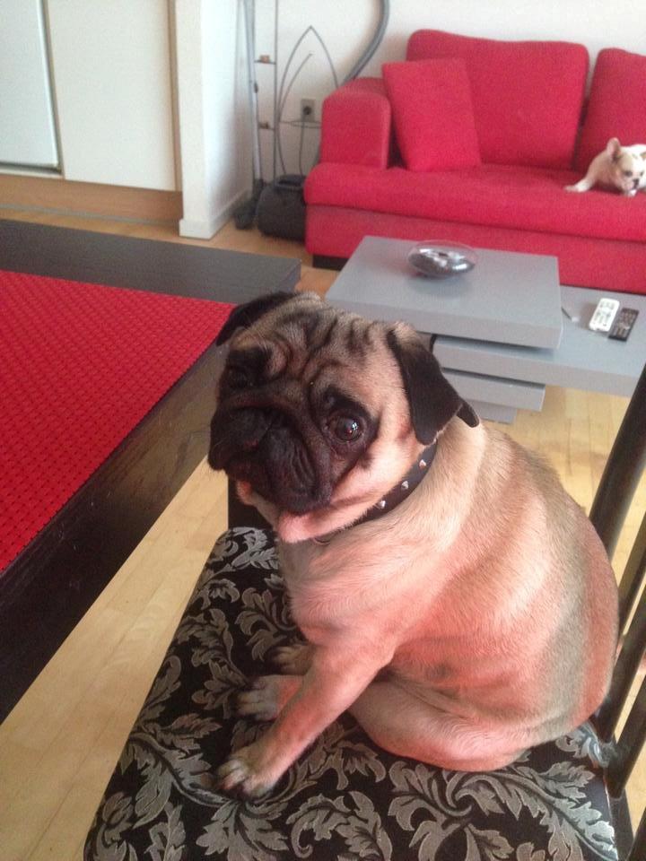 Mops Rocco billede 3
