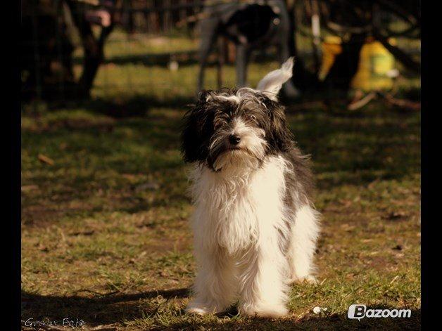 Chinese crested powder puff Sam ( Himmelhund) - Sagde du at jeg skulle komme???? :D billede 11