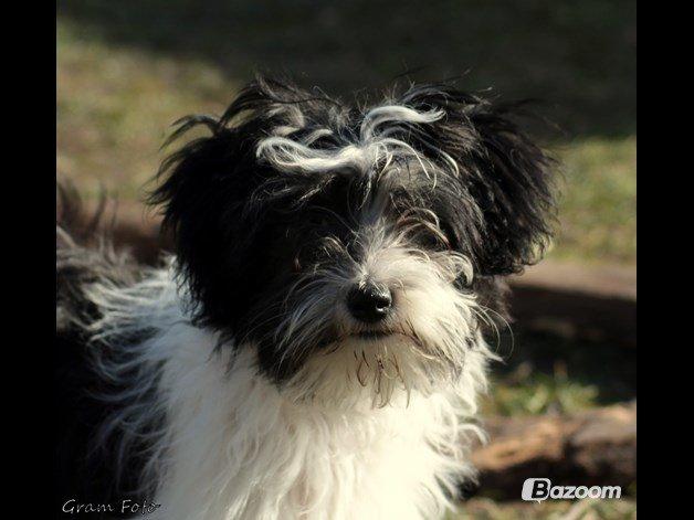 Chinese crested powder puff Sam ( Himmelhund) billede 13