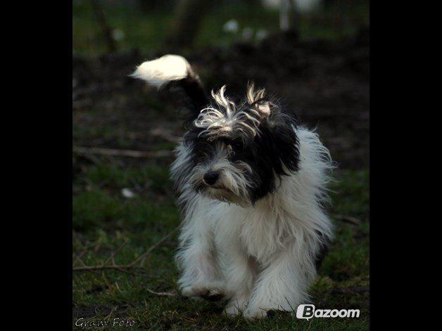 Chinese crested powder puff Sam ( Himmelhund) billede 14