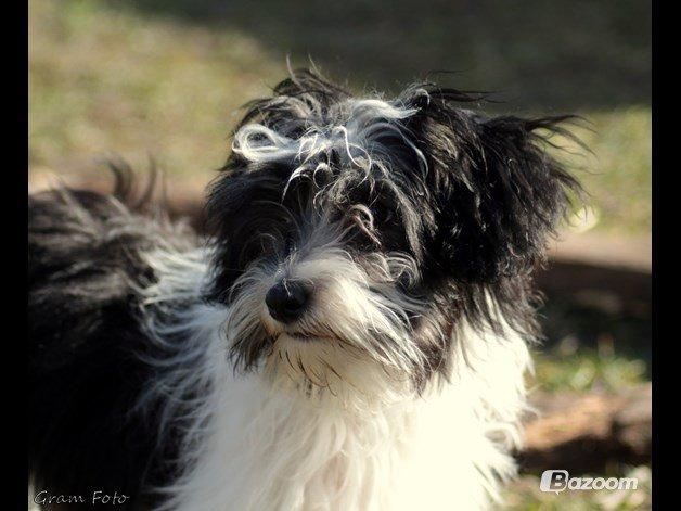 Chinese crested powder puff Sam ( Himmelhund) billede 12
