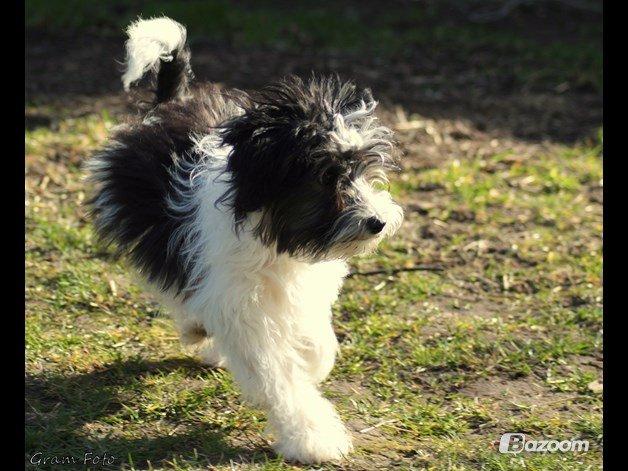 Chinese crested powder puff Sam ( Himmelhund) billede 15