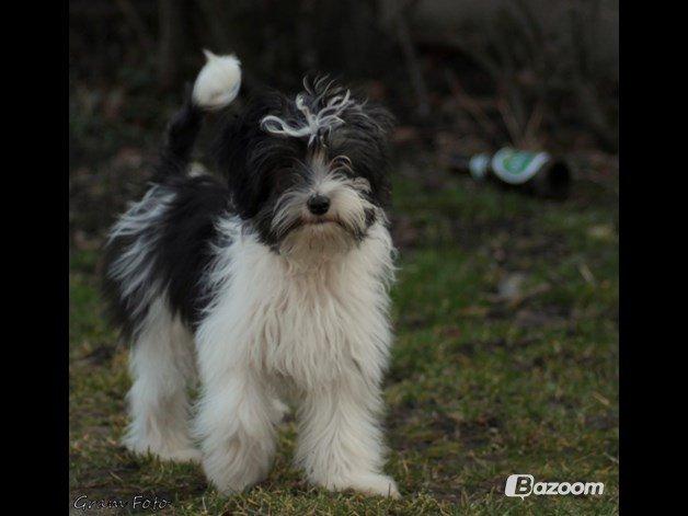 Chinese crested powder puff Sam ( Himmelhund) billede 16