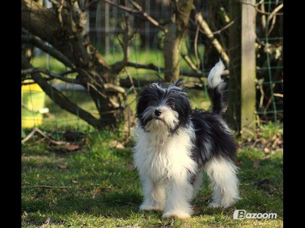 Chinese crested powder puff Sam ( Himmelhund) billede 17