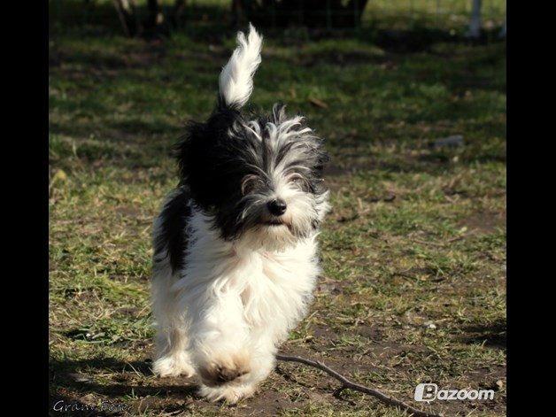 Chinese crested powder puff Sam ( Himmelhund) billede 18