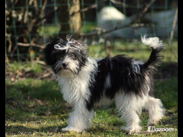 Chinese crested powder puff Sam ( Himmelhund) billede 19