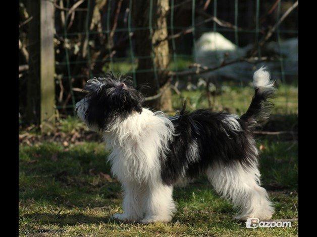 Chinese crested powder puff Sam ( Himmelhund) billede 20