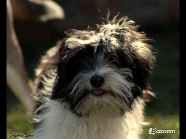 Chinese crested powder puff Sam ( Himmelhund) billede 21