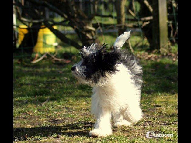 Chinese crested powder puff Sam ( Himmelhund) billede 22