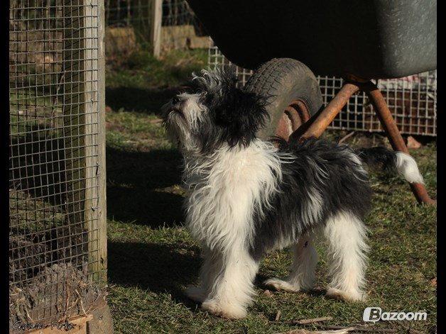 Chinese crested powder puff Sam ( Himmelhund) - Ved at hjælpe Kærestens bror og kæreste med voliere til deres Vaskebjørn :D billede 23
