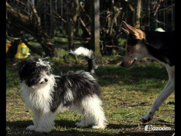 Chinese crested powder puff Sam ( Himmelhund) billede 24