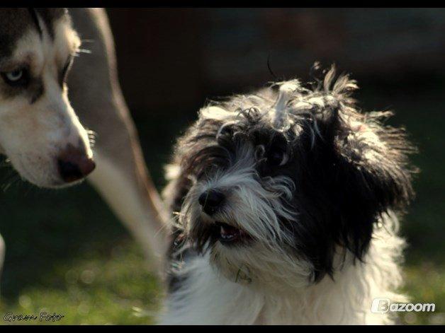 Chinese crested powder puff Sam ( Himmelhund) - Hvad sagde du???? billede 9