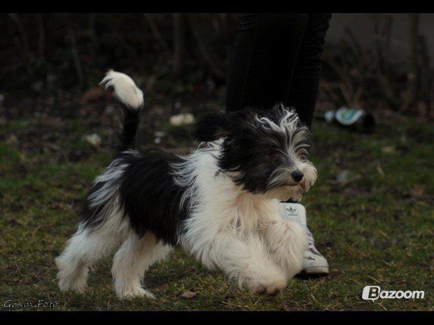 Chinese crested powder puff Sam ( Himmelhund) - Jeg kommer nu, i fuld fart :D billede 10