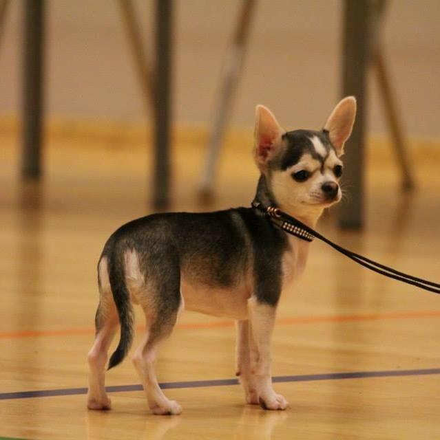 Chihuahua High Fly Zumo Last One billede 2