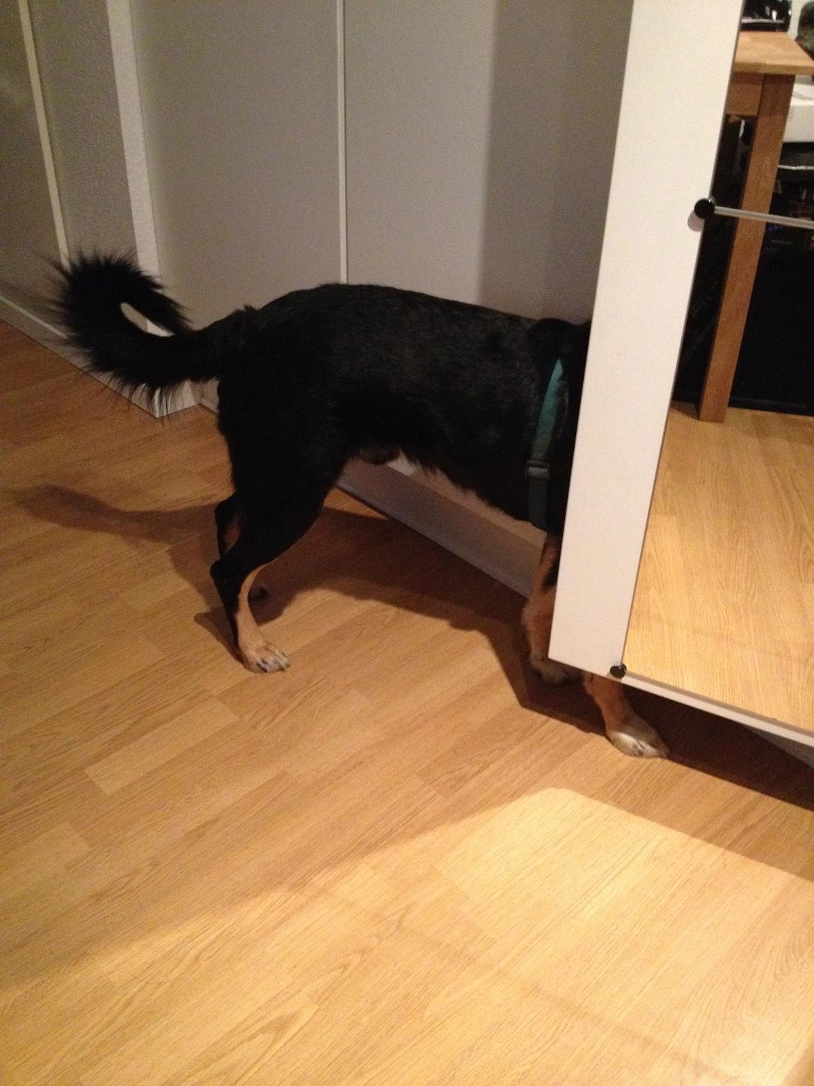 Blanding af racer Coda - Ser om han kan finde noget spændende i skabet :) billede 10