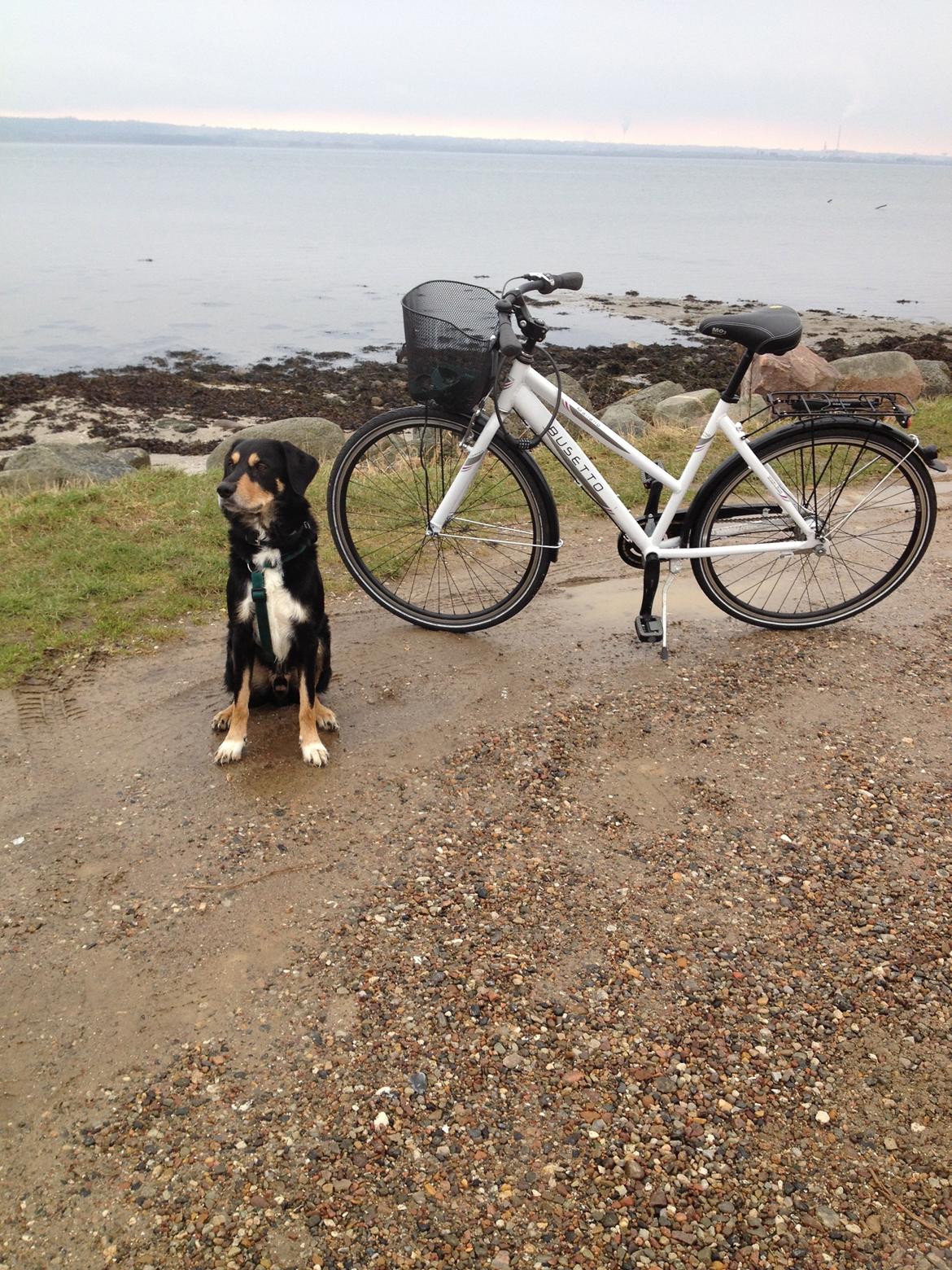 Blanding af racer Coda - På en af vores mange cykelture  billede 11