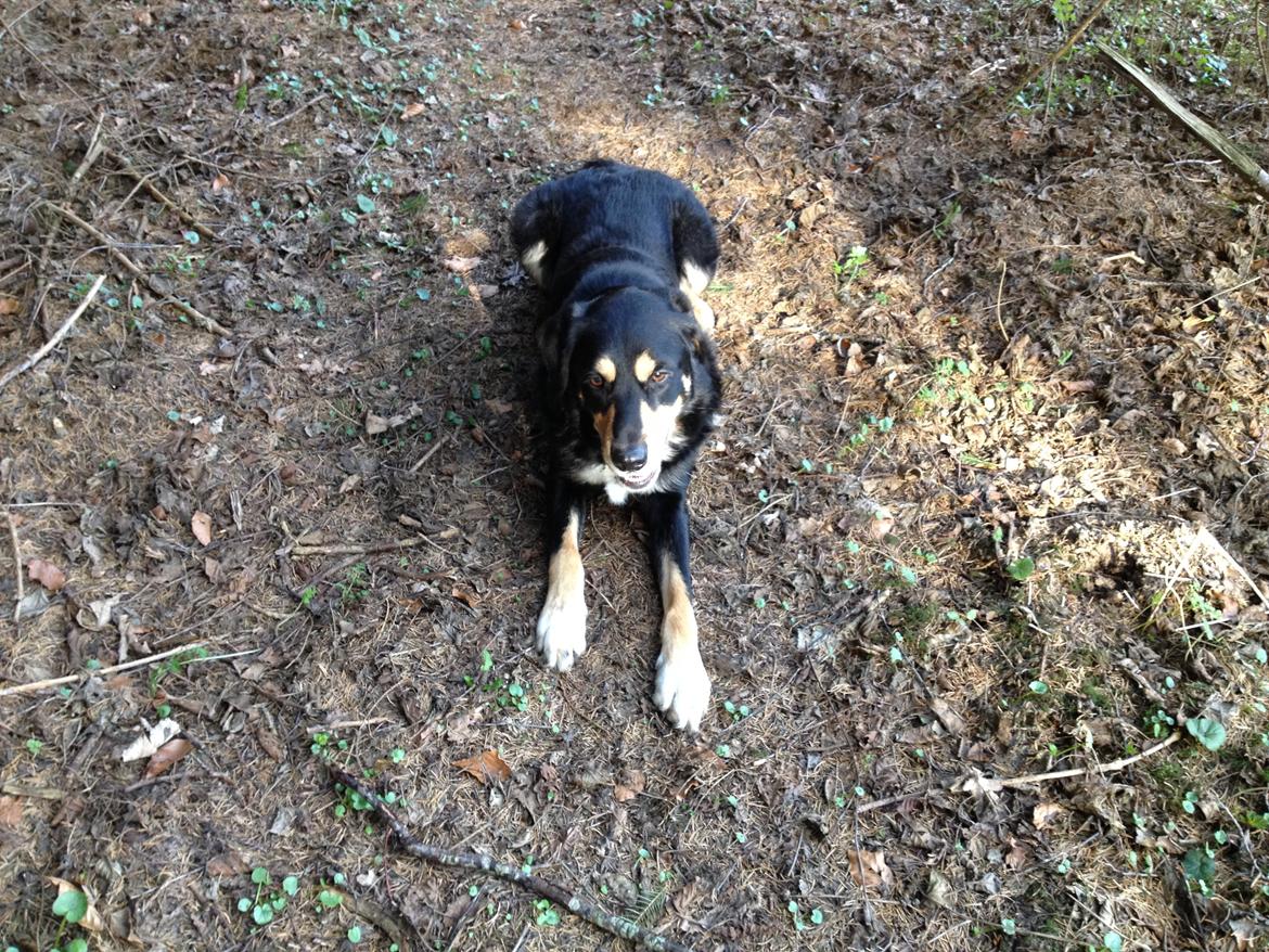 Blanding af racer Coda billede 14