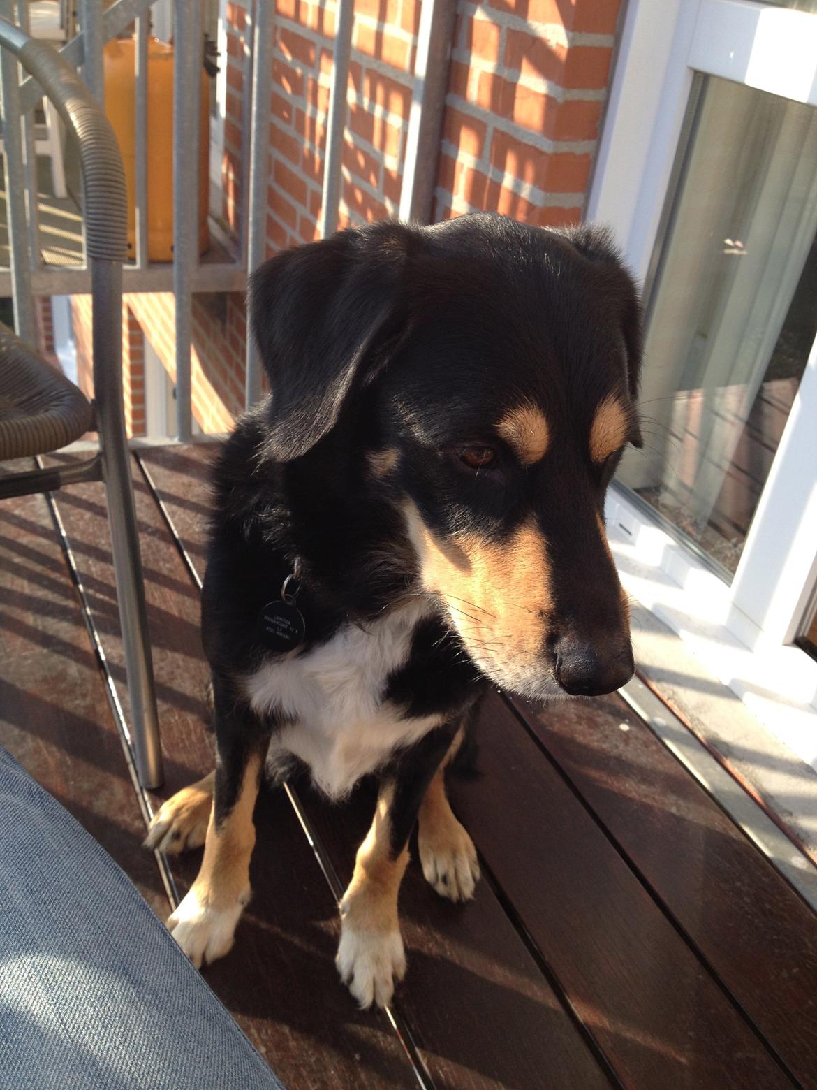 Blanding af racer Coda - Nyder vejret ude på altanen  billede 16