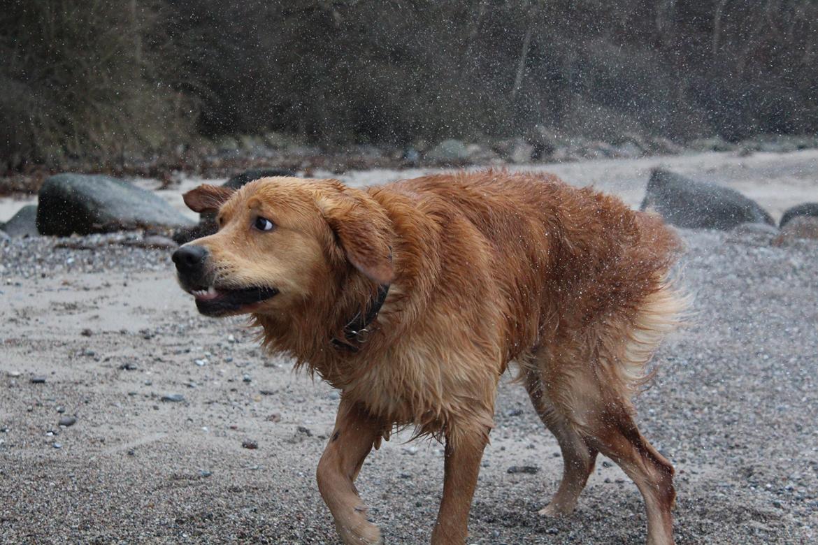 Golden retriever Buddy billede 21