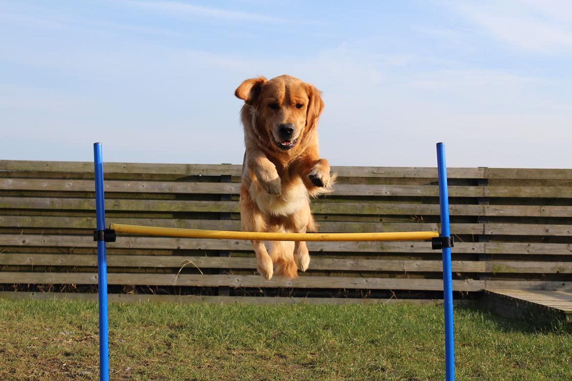 Golden retriever Buddy billede 23