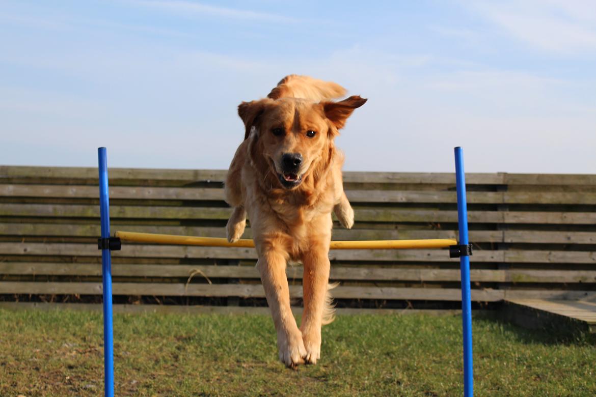 Golden retriever Buddy billede 24