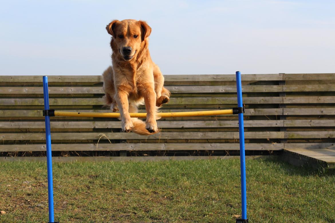 Golden retriever Buddy billede 25