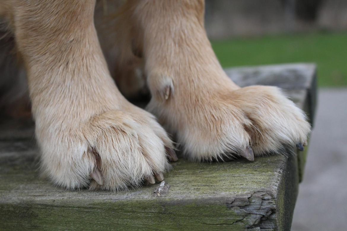 Golden retriever Buddy billede 26