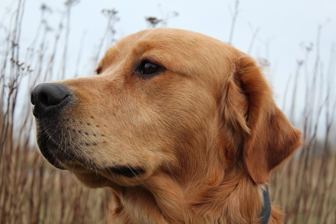 Golden retriever Buddy billede 28