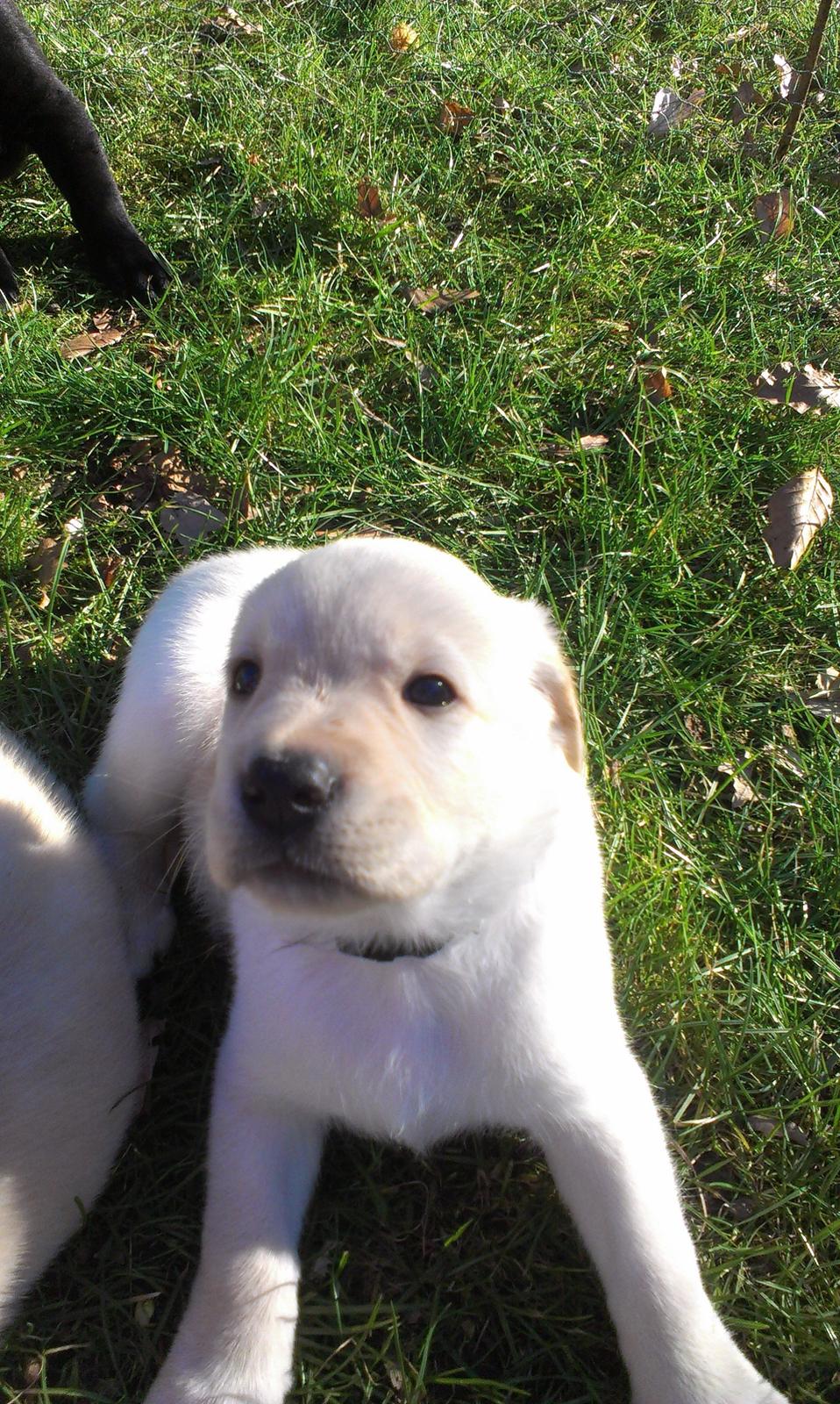 Blanding af racer Simba billede 33