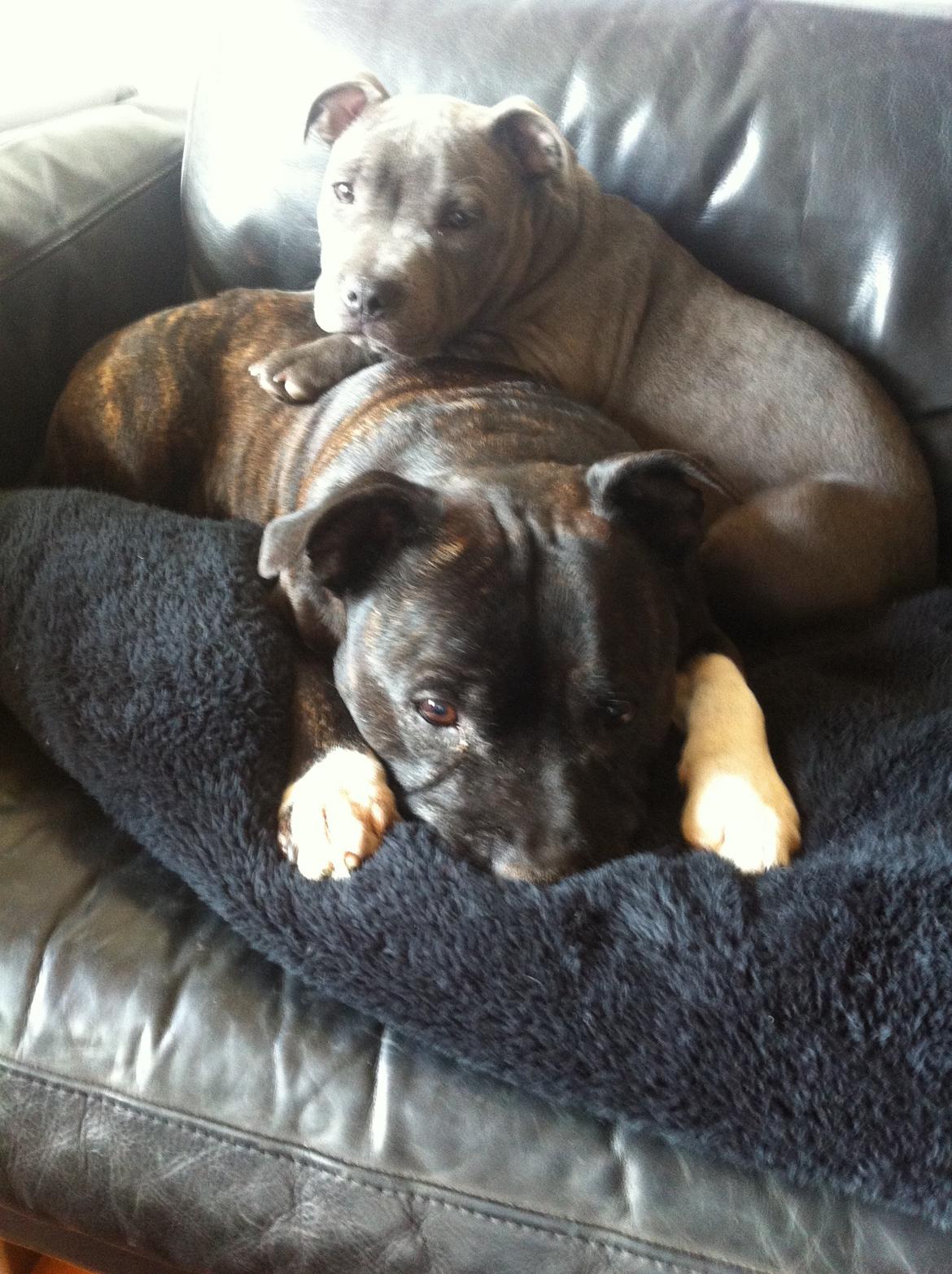 Staffordshire bull terrier Herman billede 10