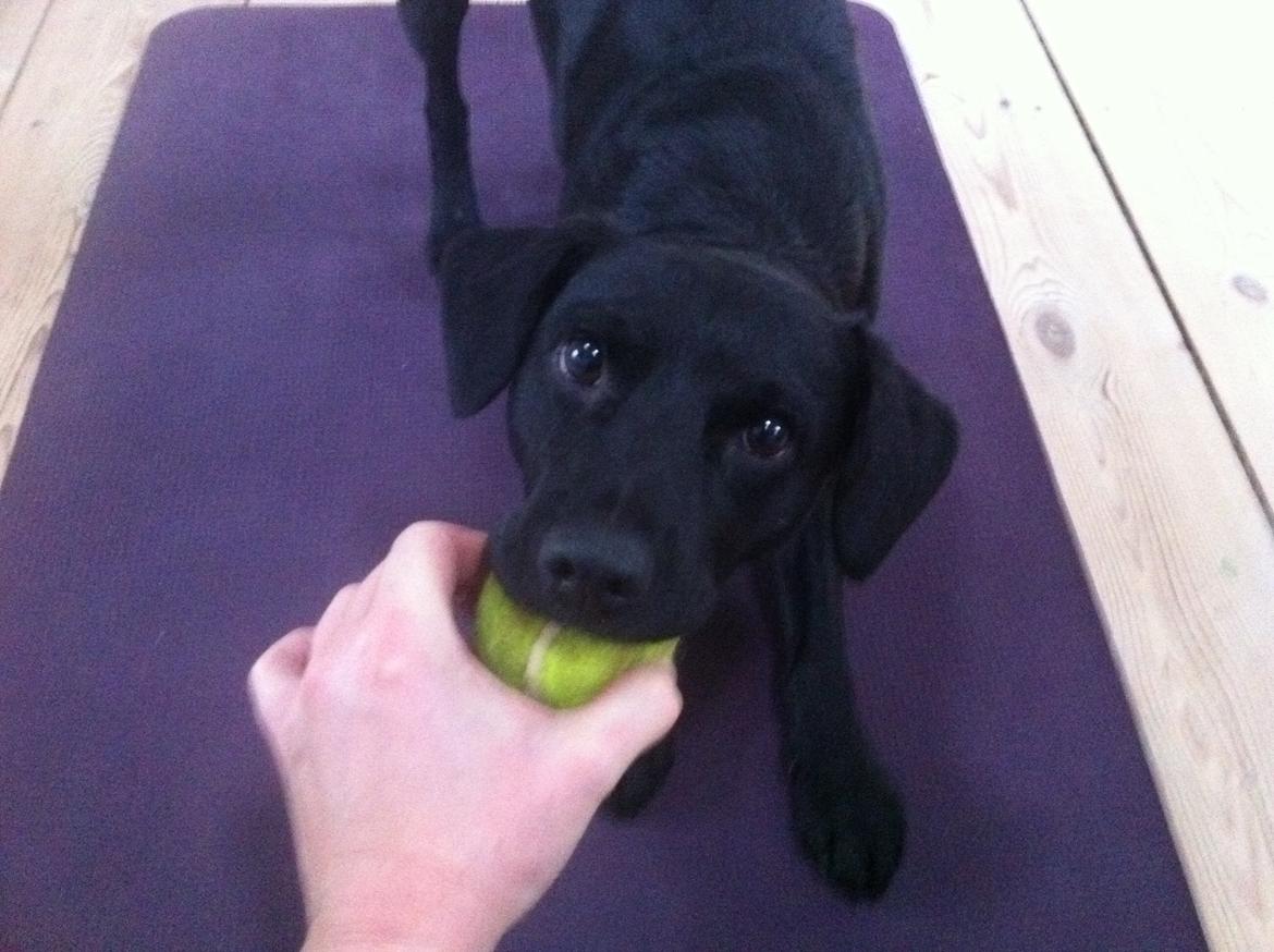 Blanding af racer Elmo billede 1