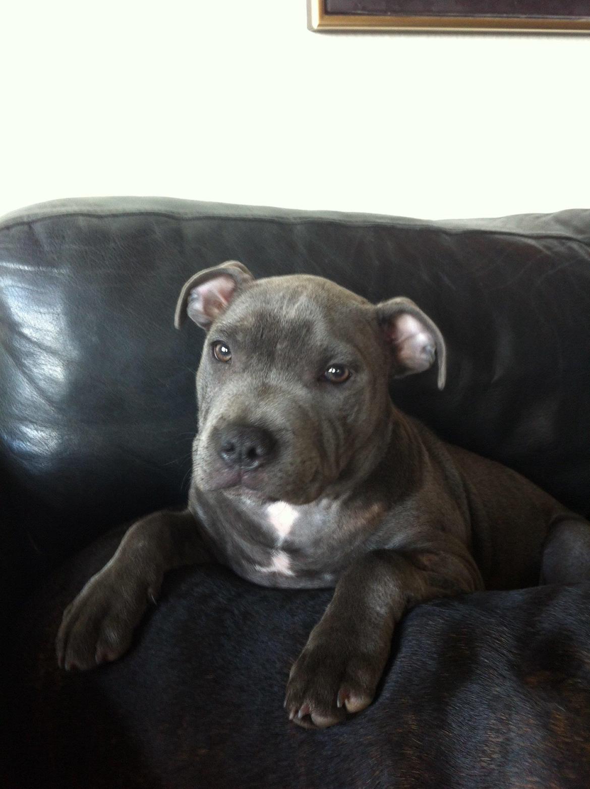 Staffordshire bull terrier Herman billede 11