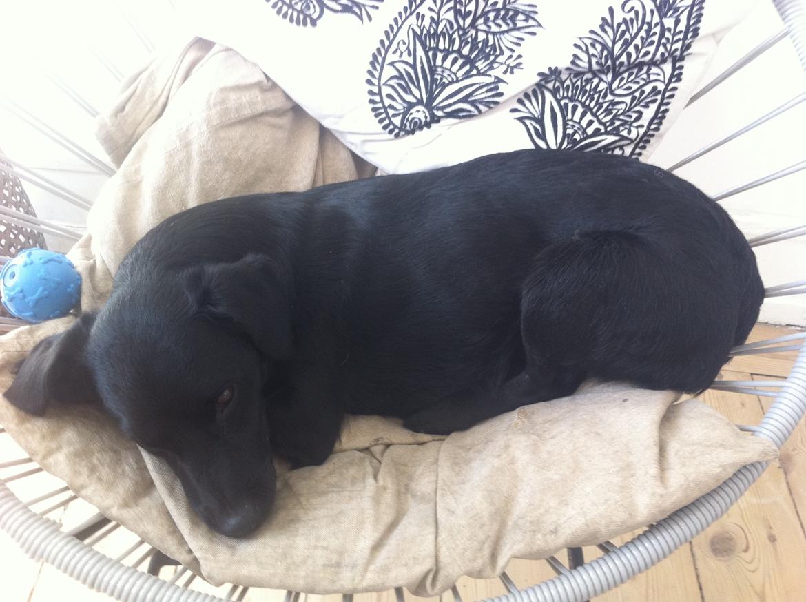 Blanding af racer Elmo billede 3