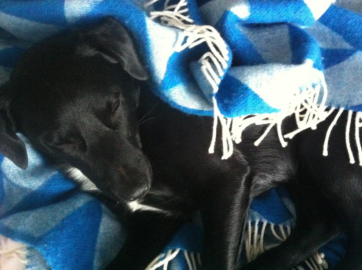 Blanding af racer Elmo billede 2